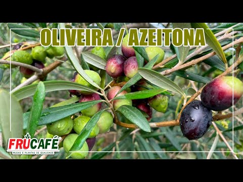 Vídeo: Quais são as melhores condições de cultivo para as oliveiras?