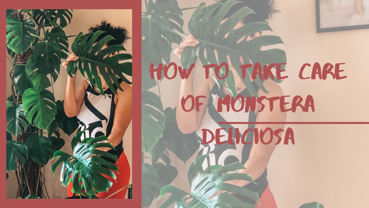 How to take care of Monstera Deliciosa - YouTube