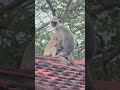 “A mother’s warmth” ❤️ #shortsfeed #shortsviral #shortsvideo #youtubeshorts #trending
