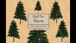 Real Tree Cliparts - Abies sibirica - photoshop overlays png, Tree layout, transparent background