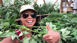 Greenhouse Failures and Planting Success