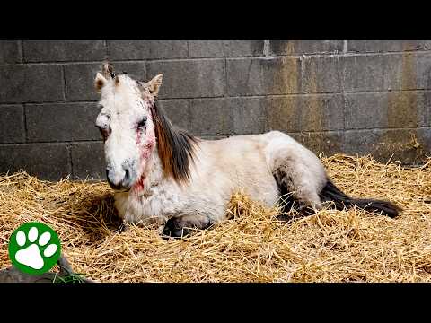 Defeated Pony Goes Through Remarkable Transformation