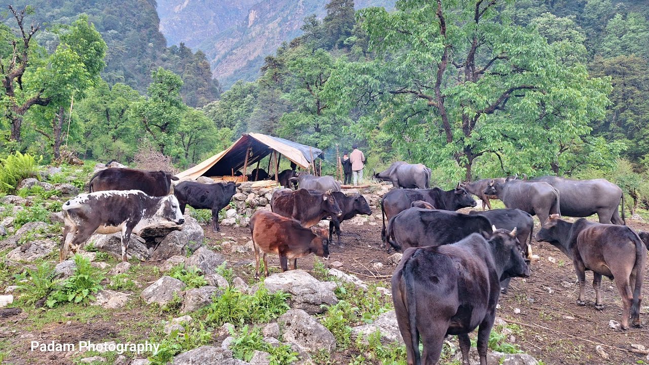 Nepali Mountain Village Life Nepal Buffalo Herder Life in Cattle