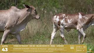 LOTE 43 MSD 802