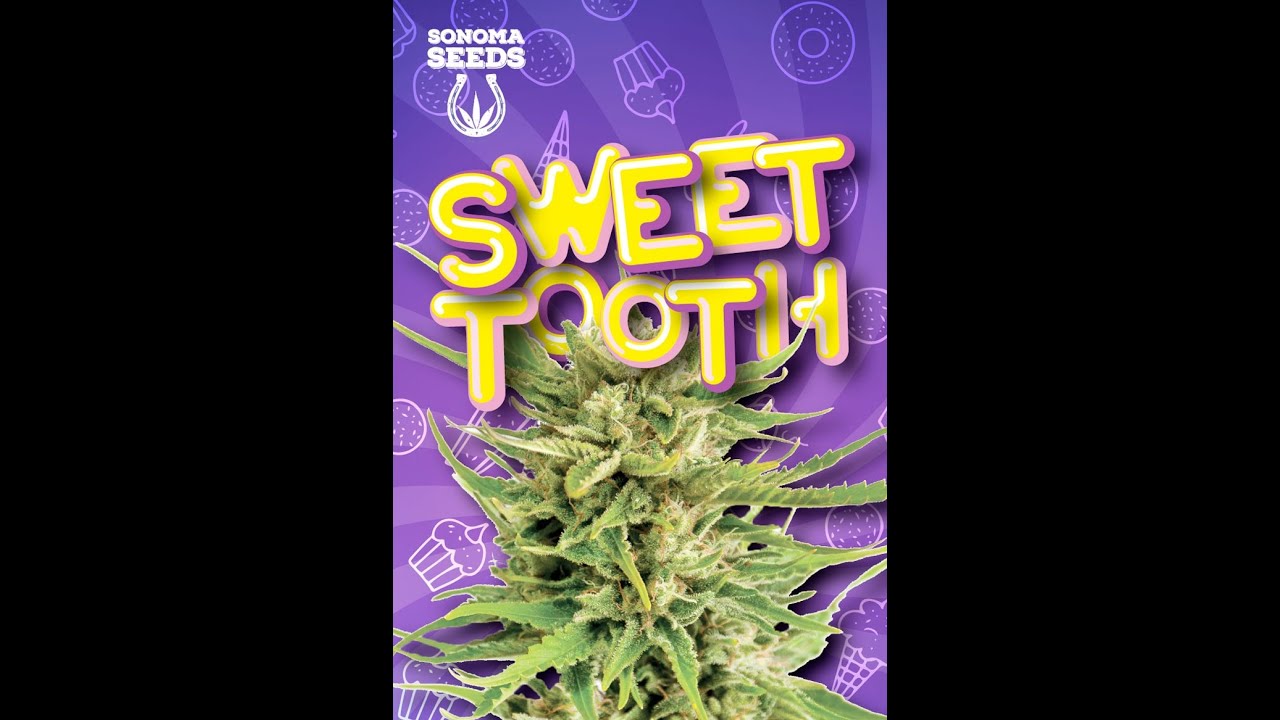 Sweet Tooth Indica Feminized THC 22% Autoflower "Sonoma Seeds"