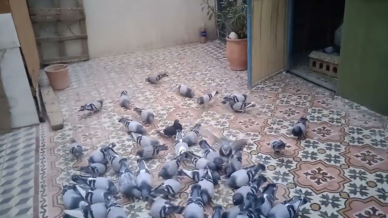 حمام الفعل مراكش مرحبا بكم وشكرا على مروركم الكريم