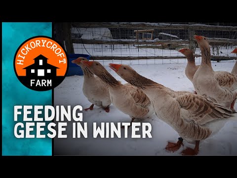 Video: Winter Goose Care