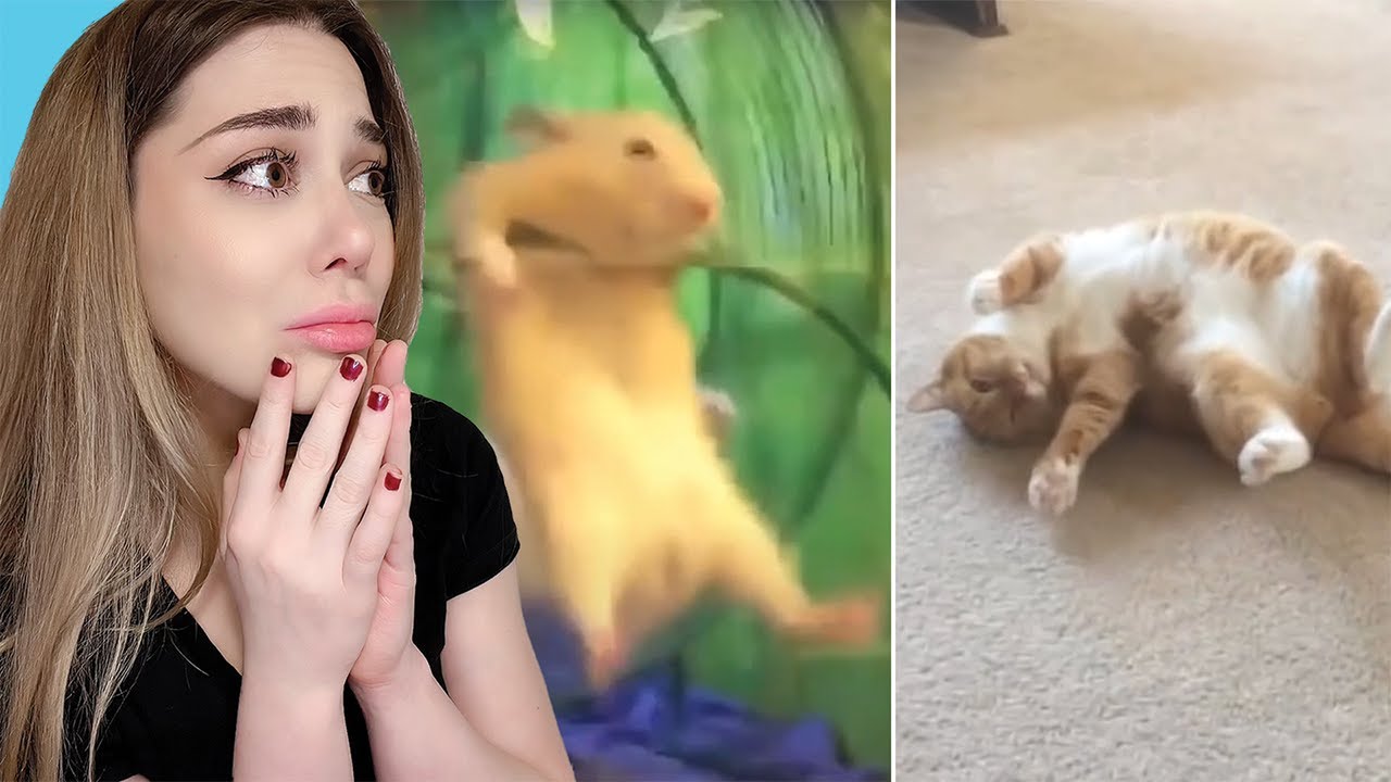 Reacting to the FUNNIEST animal fails | CUTENESS OVERLOAD