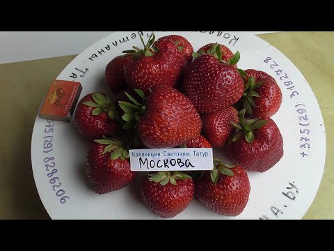 МОСКОВА. Сладкая клубника с ярким ароматом лесной земляники. / Коллекция Светланы Татур.