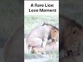 You’ve never seen lions this gentle before… 🦁❤️ #usa #animals #us #wildlife