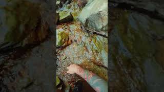 Gold Dredge ASMR #asmr #dredge #goldprospecting