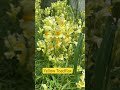 #toadflax