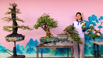 PAN CITY 673 🌺 Nhiều Bonsai mới lạ, dáng quái: Cẩm thị, Mai thái, Chòi mòi, Hải châu, sam hương...