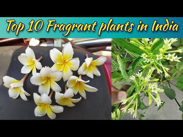 Aromatic Flower Plants In India