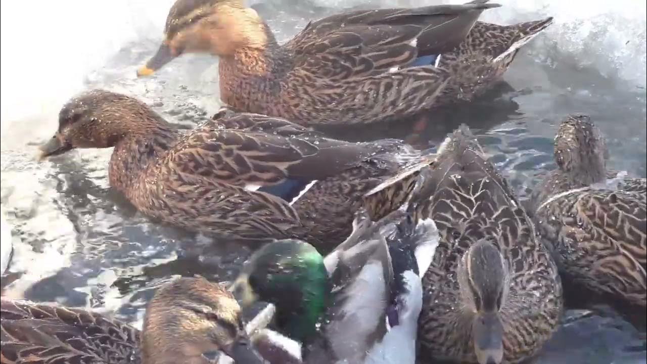 Птицы спариваются. Утки видео. Селезень утки кряквы. Утиные пруды в переславле залесском. Утиные видео.