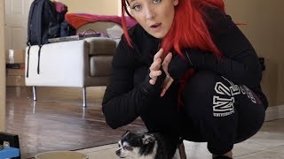 Who's Smarter: Chihuahua Vs. Hamster