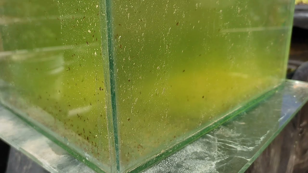 Como hacer un cultivo de dapnia magna para alimentar peces