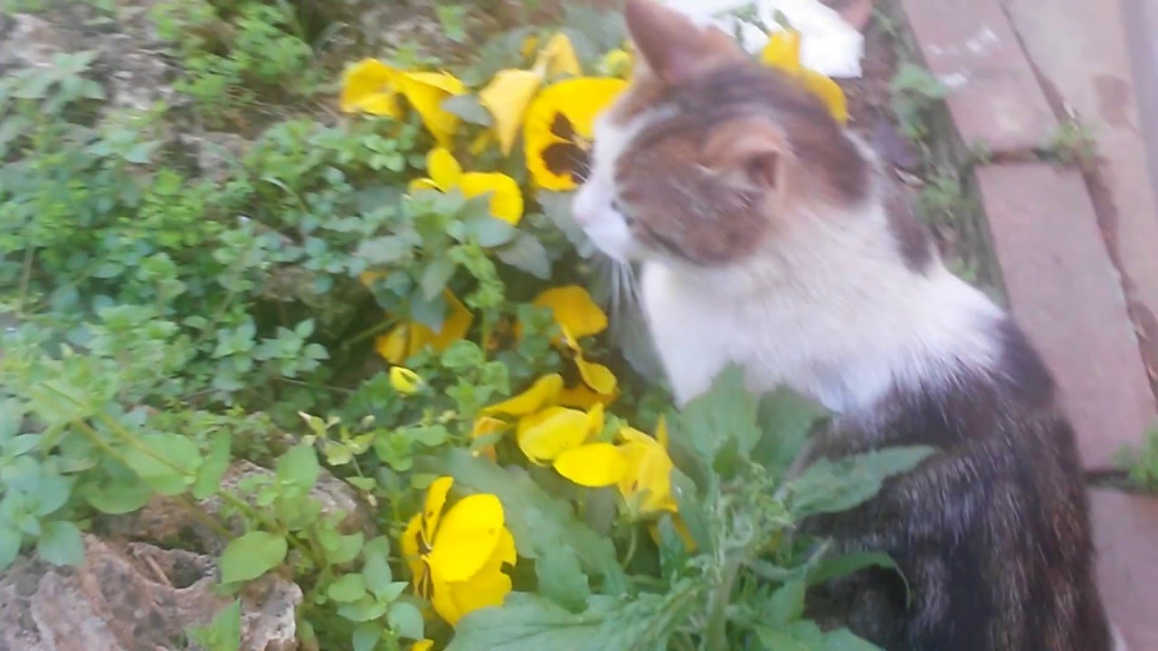 havuzdaki balığa ağzı sulanan kedi / Wels gerne essen YouTube