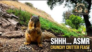 A Very Hungry Squirrel | Up Close & Personal 🐿️