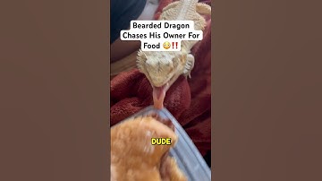 What A GREAT PET #beardeddragon #lizard #reptiles #pets #cutepets #shorts