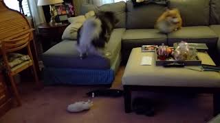 Doggy super highway. So glad we got the sectional. by Merri-Lee Stine 463 views 6 years ago 1 minute, 1 second