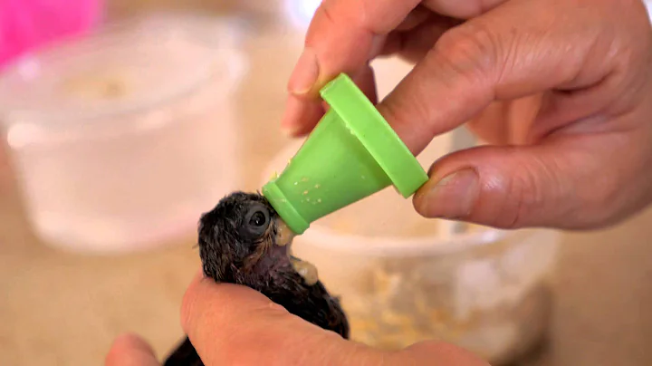 Feeding Rescued Baby Dove