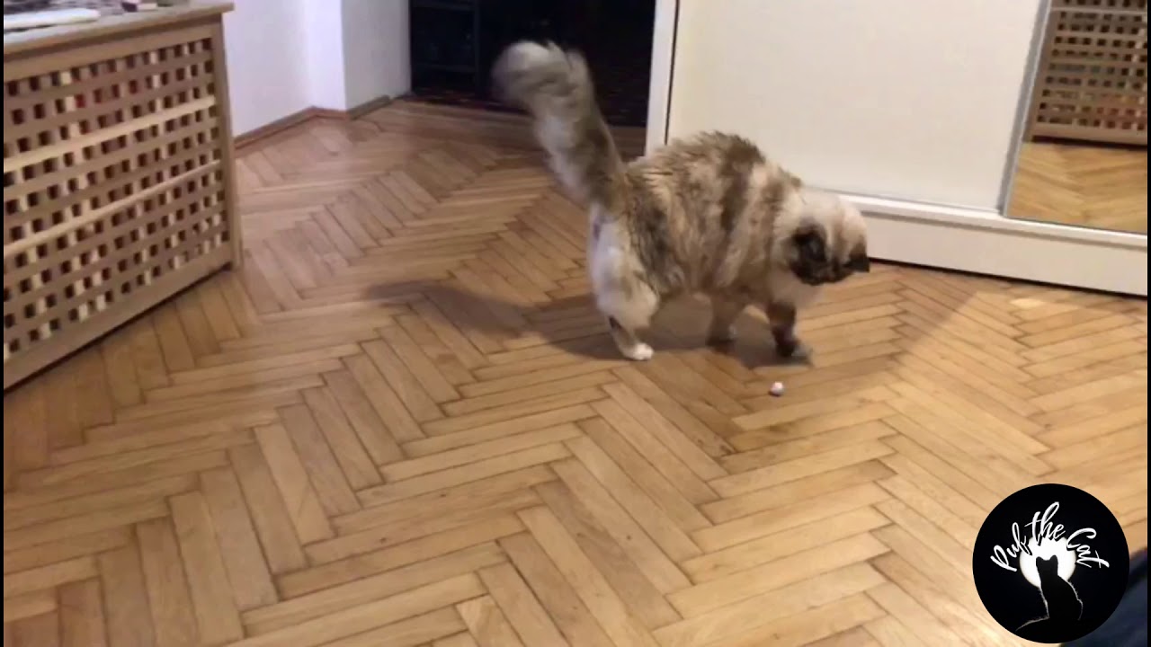 Puf the Cat Life is a ball, go fetch! YouTube