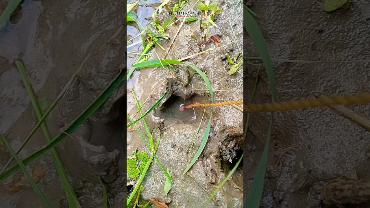 Mancing belut lapar tepat dipinggir sawah