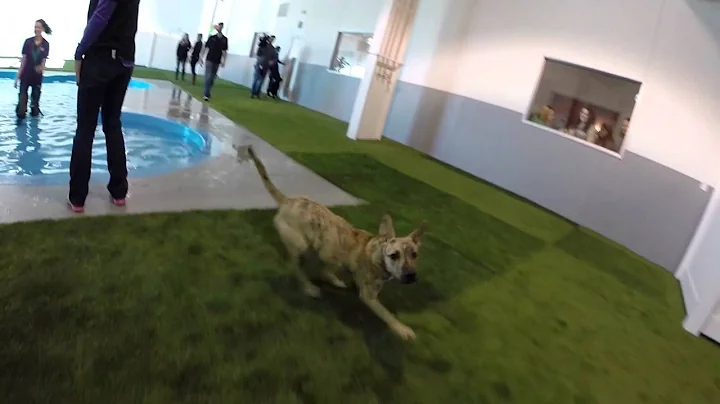 Paradise 4 Paws Denver GoPro video