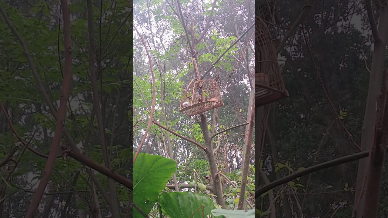 Bẫy chòe than 2026 #2026 #choethanmoi #choethanmoi 