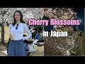 SPRING in Japan 🌸 | Cherry blossoms with coworkers, hanami vlog (relaxing)