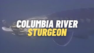 Charlie White’s Fishing Machine  Columbia River Sturgeon