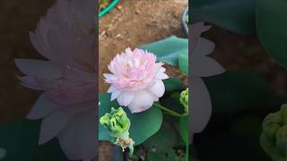 തുടക്കകാർക്ക് പറ്റിയ Lotus #gardening #homegarden