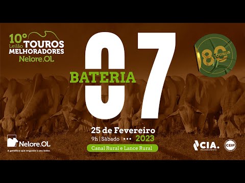 BATERIA 07 - 10º LEILÃO - TOUROS MELHORADORES NELORE OL