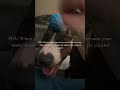Mags the Bull terrier gets mama to herself while Mr.G is with yia yia & papou #dogs #bullterrier
