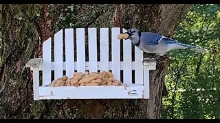 Bluejays Vs Squirrel Part 1
