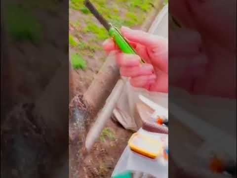 Самый простой способ прививки деревьев Прививка за кору 9