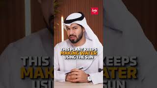 A content creator broke down the reality of UAE's food and water reserves