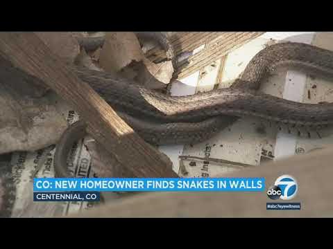 Highly Venomous 'Beast' Snake Found Inside Family Home
