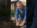 Möhren säen mit Kaffeesatz gegen Möhrenfliege #garten #gemüseanbau #möhren