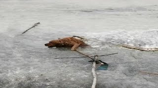 Alone, she groped along the road to beg for help, then suddenly she fell into the cold ice lake