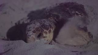 Sea turtles, an amazing indicator species