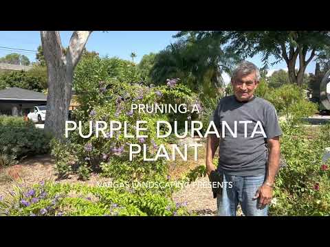 Pruning a Purple Duranta Plant- Vargas Landscaping Presents