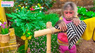 Nanny BiBi takes care of baby monkey Obi and little ducks