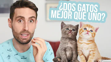 ¿Cómo sé si mi gato necesita un compañero?