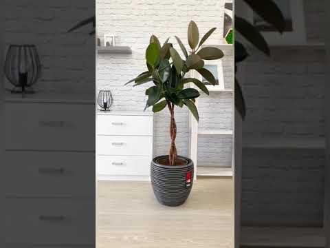 Video: Ficus Elastik, Atau Getah