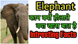 Elephant  Intresting Facts | Elephant  Earक्यो हीला ते है | Elephant amazing #shorts #Elephant