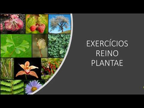 EXERCÍCIOS REINO PLANTAE