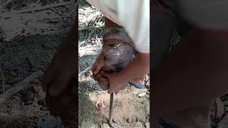Coconut Husking by Hand #coconutprocessing #satisfying #coconuthusking #coconutindustry #asmr