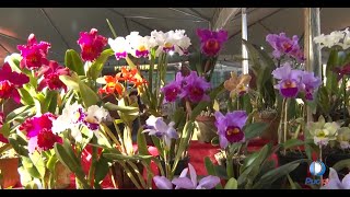 Veja A 26ª Exposição Nacional De Orquídeas De Goiânia! Veja A 26ª Exposição Nacional De Orquídeas De Goiânia!